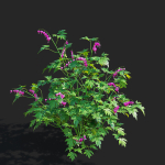 Dicentra spectabilis flower