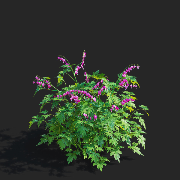 Dicentra spectabilis flower