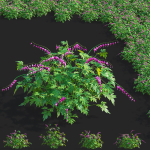 Dicentra spectabilis flower