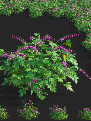 Dicentra spectabilis flower