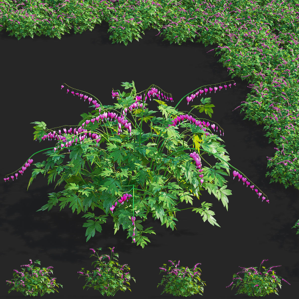 Dicentra spectabilis flower