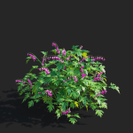 Dicentra spectabilis flower