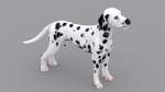 dog dalmatain spotty dog