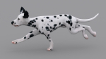 dog dalmatain spotty dog