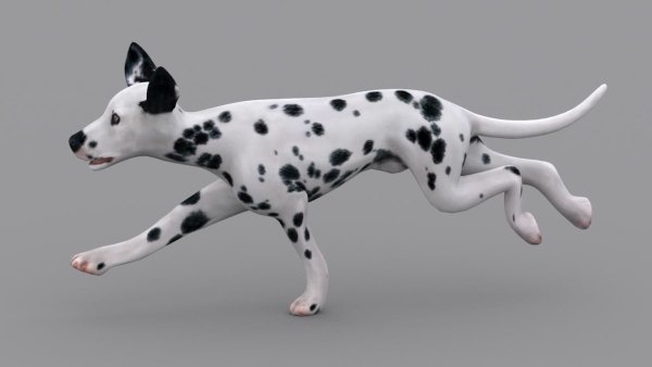 dog dalmatain spotty dog