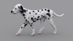 dog dalmatain spotty dog