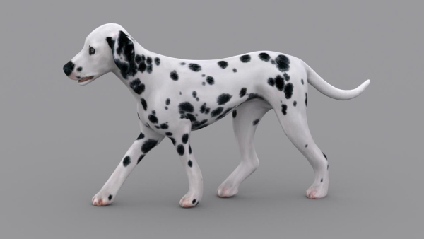dog dalmatain spotty dog