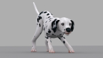 dog dalmatain spotty dog