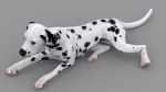 dog dalmatain spotty dog