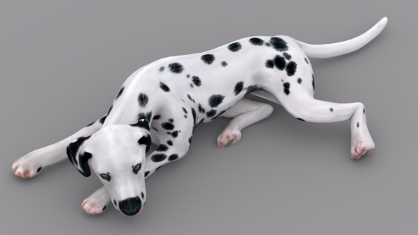 dog dalmatain spotty dog