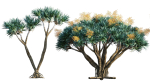 Dracaena draco 03