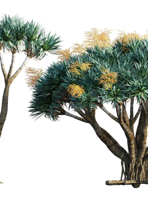 dracaena-draco-03-3d-model-max-obj-fbx