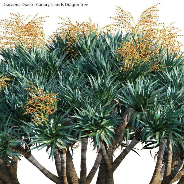 Dracaena draco 03