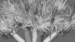 Dracaena draco 03