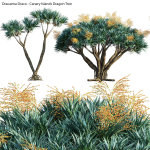 Dracaena draco 03