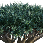 Dracaena draco 03