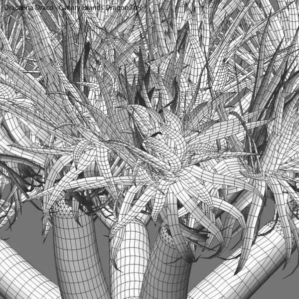 Dracaena draco 03