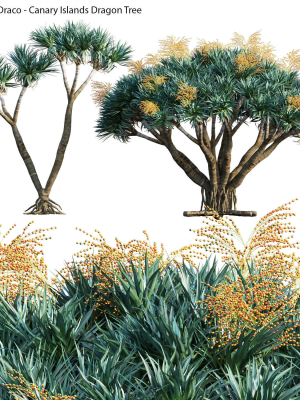 Dracaena draco 03