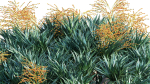 Dracaena draco 03