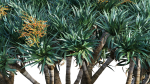 Dracaena draco 03