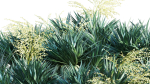 Dracaena draco 03