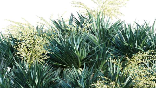 Dracaena draco 03