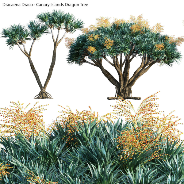 Dracaena draco 03