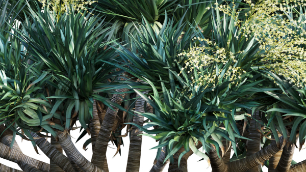 Dracaena draco 03