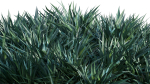 Dracaena draco 03