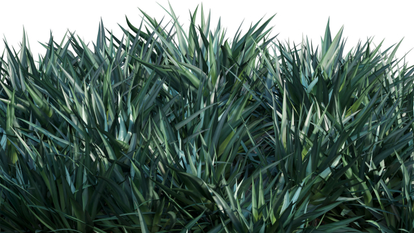 Dracaena draco 03