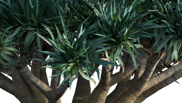 Dracaena draco 03