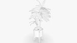 Dracaena Pot