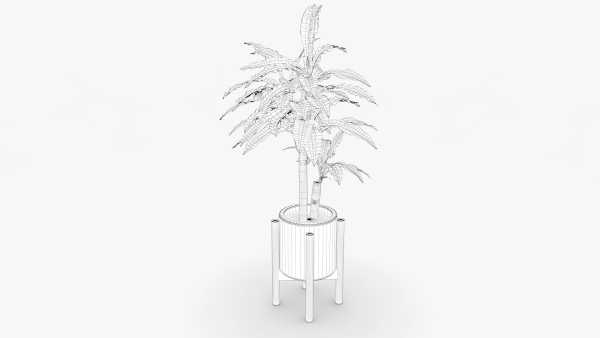 Dracaena Pot