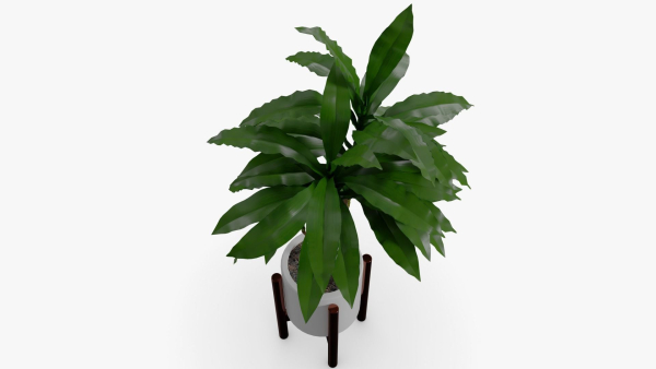 Dracaena Pot