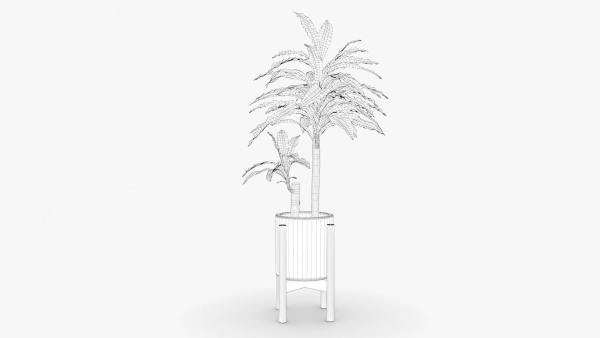 Dracaena Pot