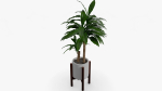 Dracaena Pot