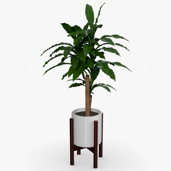 Dracaena Pot