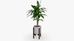 Dracaena Pot