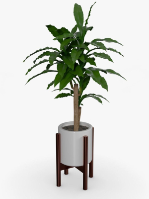 Dracaena Pot