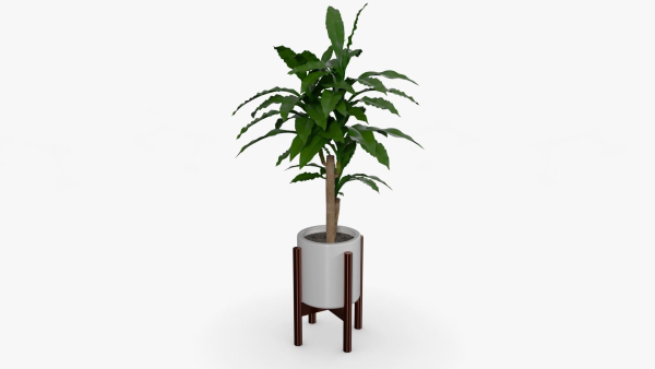 Dracaena Pot
