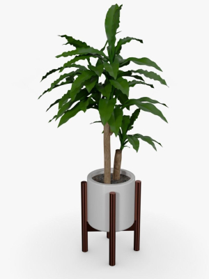 dracaena-pot-3d-model-67d2c4065a