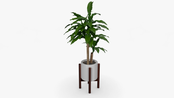 Dracaena Pot