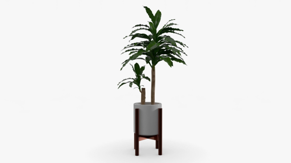 Dracaena Pot