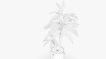 Dracaena Pot