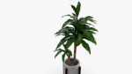 Dracaena Pot