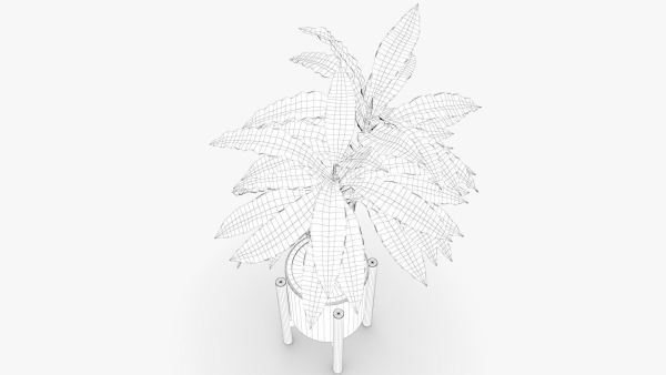 Dracaena Pot