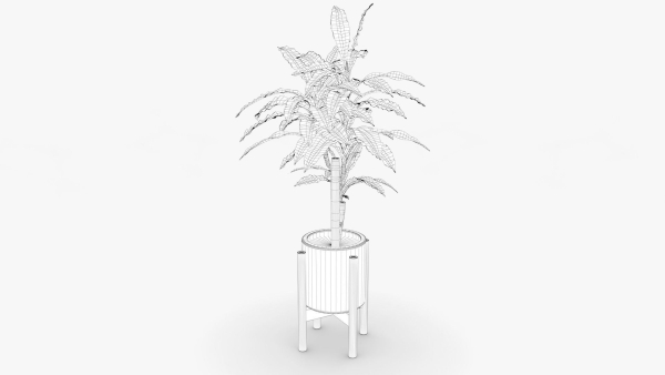 Dracaena Pot