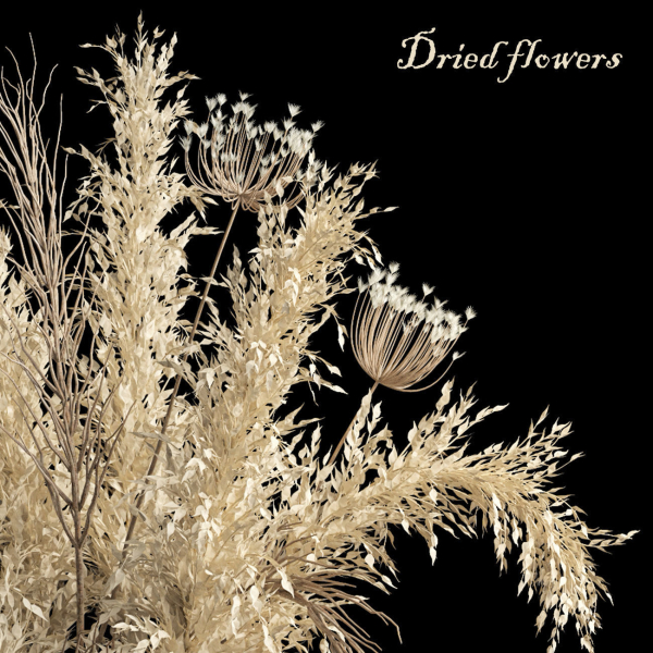 Dried flowers 01