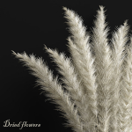 Dried flowers 02