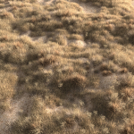 Dried grass